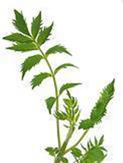 河南金葉香料-纈草根提取物